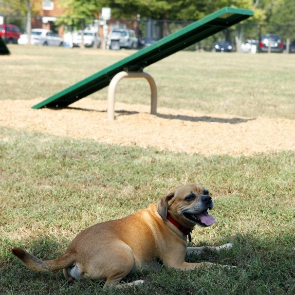 BarkPark™ Teeter Totter thumbnail 2