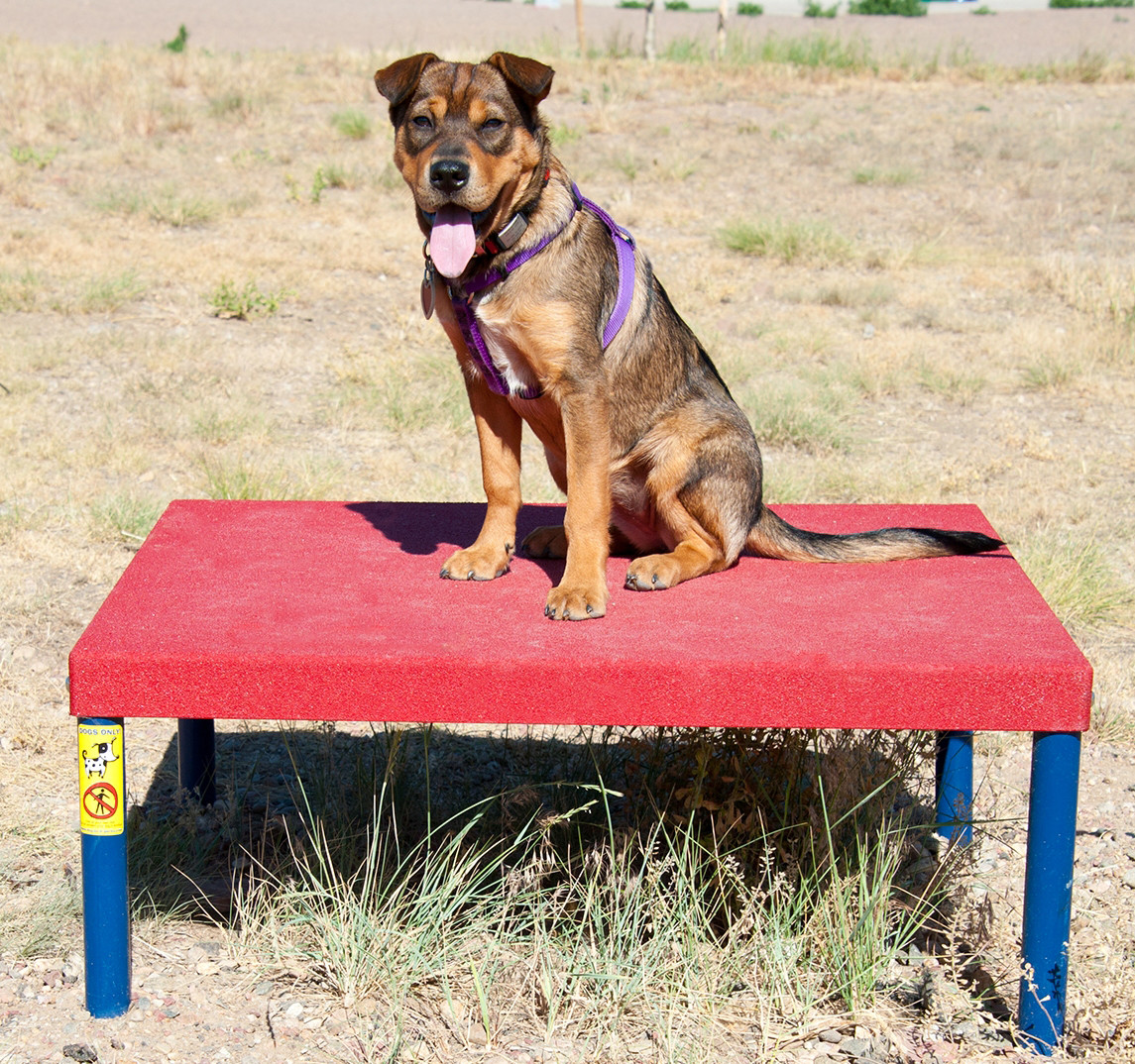 Bronze  Dog Park Agility Package thumbnail 3
