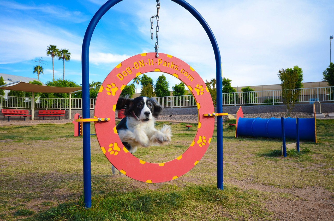 Gold Dog Park Agility Package thumbnail 2