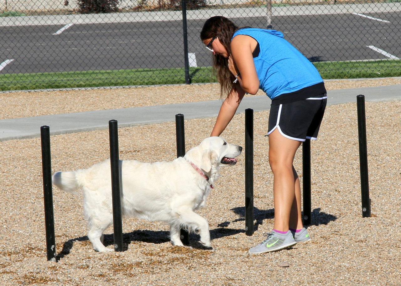 Gold Dog Park Agility Package thumbnail 7
