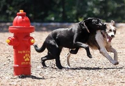 Gold Dog Park Agility Package thumbnail 8