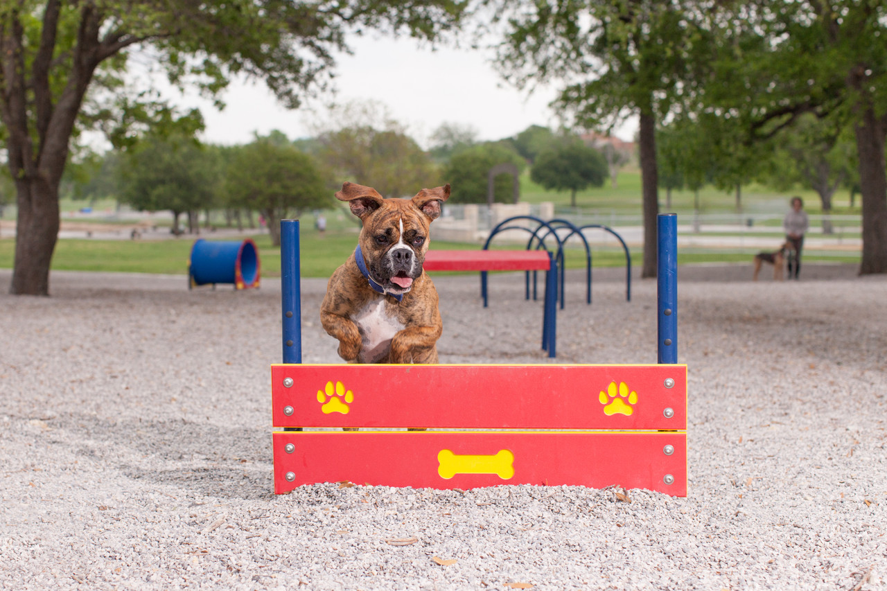 Gold Dog Park Agility Package thumbnail 14