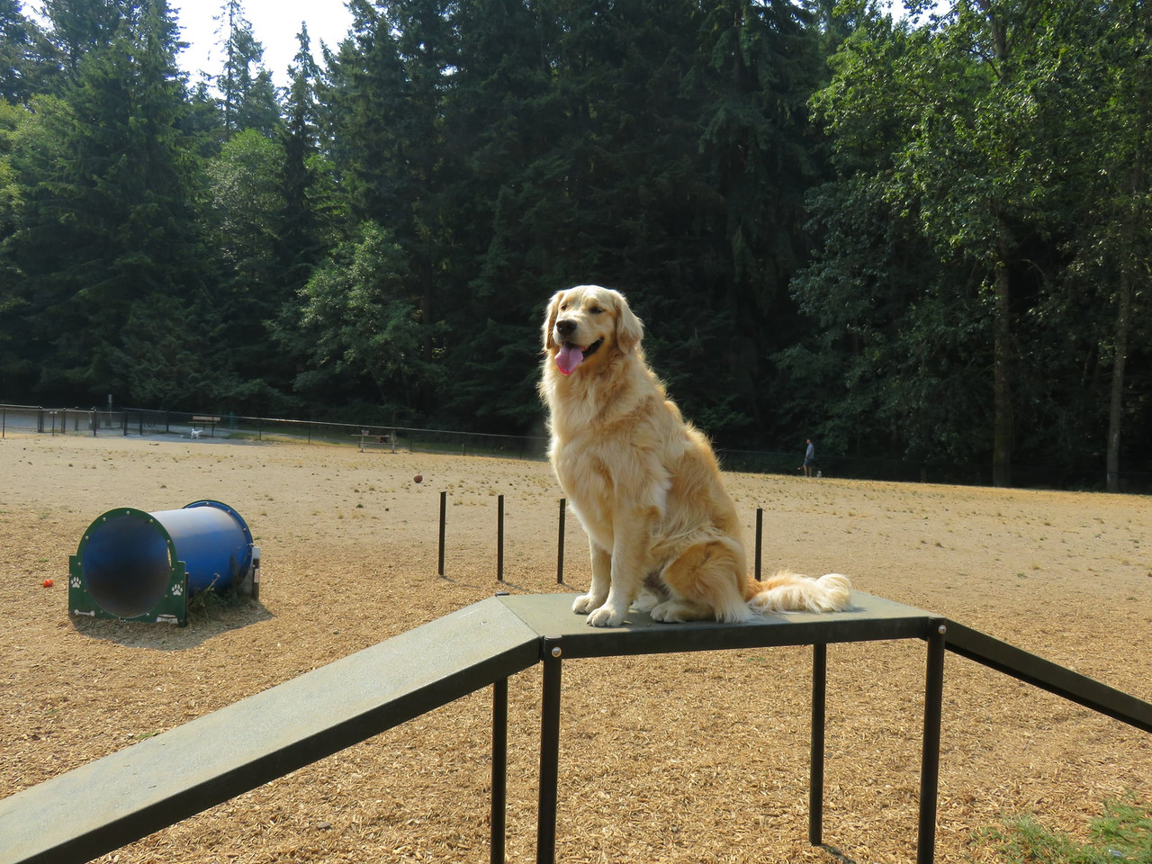Dog Walk Ramp thumbnail 3