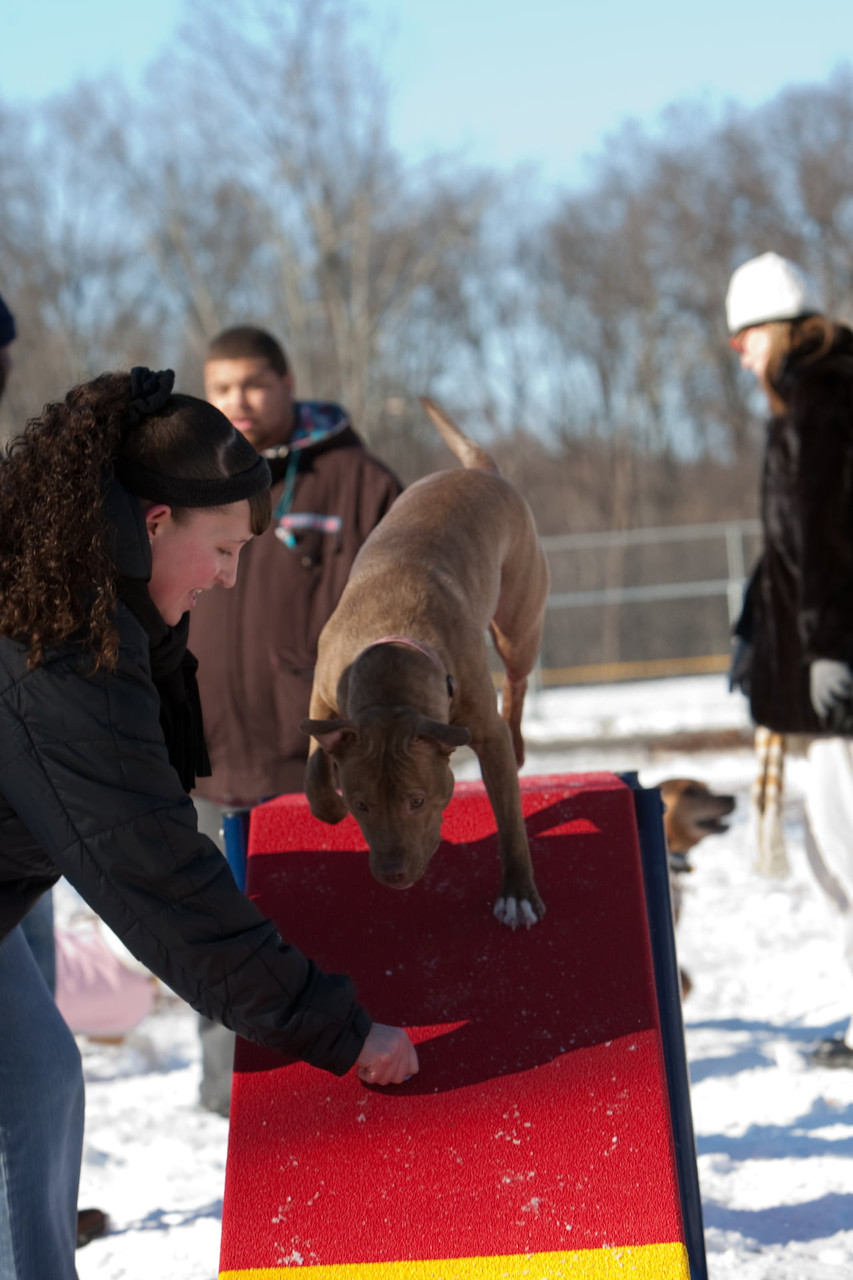 Whippet Walk thumbnail 3