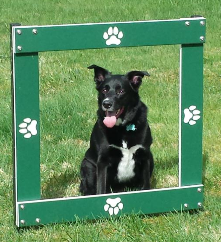 Westie Window Jump thumbnail 1